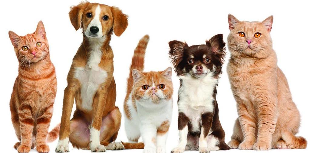 Доска объявлений о животных | ЗооТом - продажа, вязка и услуги для животных в Салавате