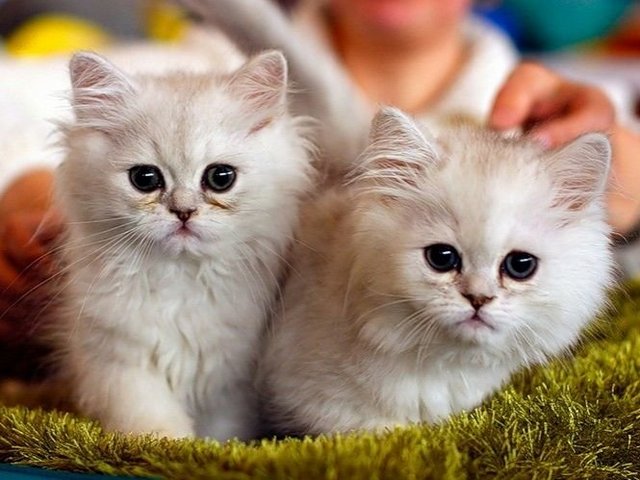 Породы кошек в Салавате | ЗооТом портал о животных