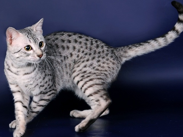 Породы кошек в Салавате | ЗооТом портал о животных