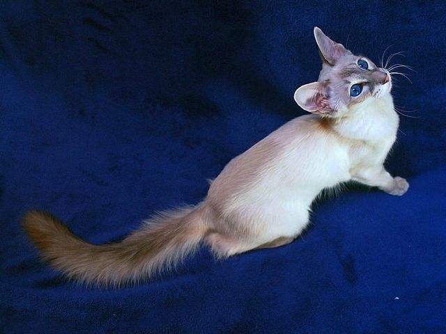 Выведенные породы кошек в Салавате | ЗооТом портал о животных