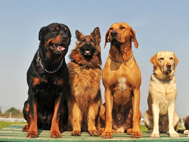 Крупные породы собак в Салавате | ЗооТом портал о животных